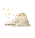 むぎニャン stamp（個別スタンプ：11）