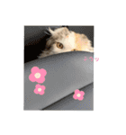 むぎニャン stamp（個別スタンプ：15）