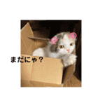 むぎニャン stamp（個別スタンプ：17）