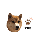 ぴっちょんスタンプ（個別スタンプ：10）
