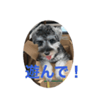 シュナウザーごま（個別スタンプ：6）