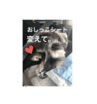 シュナウザーごま（個別スタンプ：15）