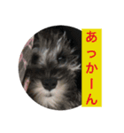 シュナウザーごま（個別スタンプ：16）
