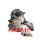 シュナウザーごま（個別スタンプ：21）