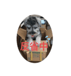 シュナウザーごま（個別スタンプ：22）