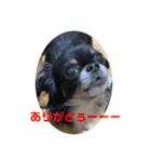 ぷっこまの日常（個別スタンプ：1）