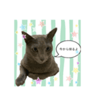 気まぐれ猫のロシアンブルー（個別スタンプ：1）