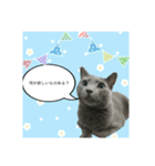 気まぐれ猫のロシアンブルー（個別スタンプ：2）