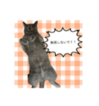 気まぐれ猫のロシアンブルー（個別スタンプ：4）