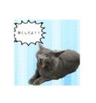 気まぐれ猫のロシアンブルー（個別スタンプ：5）