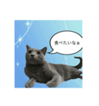 気まぐれ猫のロシアンブルー（個別スタンプ：6）