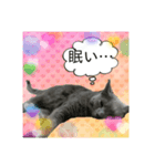 気まぐれ猫のロシアンブルー（個別スタンプ：8）
