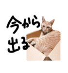 家猫ふくのスタンプ（個別スタンプ：4）