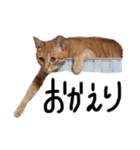 家猫ふくのスタンプ（個別スタンプ：7）