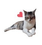 ただ可愛い猫を送りたいだけ～みみ～（個別スタンプ：1）