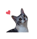 ただ可愛い猫を送りたいだけ～みみ～（個別スタンプ：3）