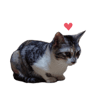 ただ可愛い猫を送りたいだけ～みみ～（個別スタンプ：5）