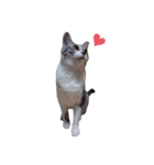ただ可愛い猫を送りたいだけ～みみ～（個別スタンプ：6）