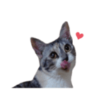 ただ可愛い猫を送りたいだけ～みみ～（個別スタンプ：7）