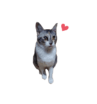 ただ可愛い猫を送りたいだけ～みみ～（個別スタンプ：11）