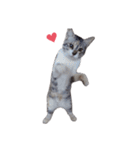 ただ可愛い猫を送りたいだけ～みみ～（個別スタンプ：12）