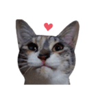 ただ可愛い猫を送りたいだけ～みみ～（個別スタンプ：14）