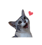 ただ可愛い猫を送りたいだけ～みみ～（個別スタンプ：15）