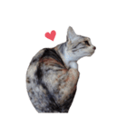 ただ可愛い猫を送りたいだけ～みみ～（個別スタンプ：16）