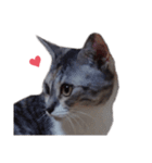 ただ可愛い猫を送りたいだけ～みみ～（個別スタンプ：17）