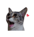 ただ可愛い猫を送りたいだけ～みみ～（個別スタンプ：18）