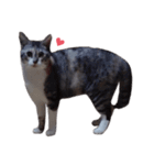 ただ可愛い猫を送りたいだけ～みみ～（個別スタンプ：19）