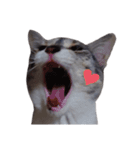 ただ可愛い猫を送りたいだけ～みみ～（個別スタンプ：20）
