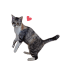 ただ可愛い猫を送りたいだけ～みみ～（個別スタンプ：22）
