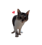 ただ可愛い猫を送りたいだけ～みみ～（個別スタンプ：23）