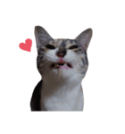 ただ可愛い猫を送りたいだけ～みみ～（個別スタンプ：24）