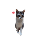 ただ可愛い猫を送りたいだけ～みみ～（個別スタンプ：26）