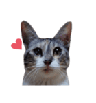 ただ可愛い猫を送りたいだけ～みみ～（個別スタンプ：30）