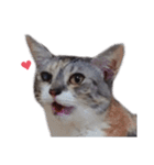 ただ可愛い猫を送りたいだけ～みみ～（個別スタンプ：31）