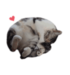 ただ可愛い猫を送りたいだけ～みみ～（個別スタンプ：32）