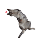ただ可愛い猫を送りたいだけ～みみ～（個別スタンプ：33）