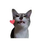 ただ可愛い猫を送りたいだけ～みみ～（個別スタンプ：34）
