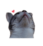 ただ可愛い猫を送りたいだけ～みみ～（個別スタンプ：35）
