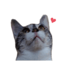 ただ可愛い猫を送りたいだけ～みみ～（個別スタンプ：38）