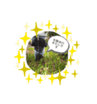 黒プースタ（個別スタンプ：3）