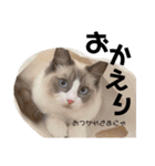ラグドール ラルの日常（個別スタンプ：1）