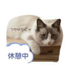 ラグドール ラルの日常（個別スタンプ：2）
