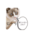 ラグドール ラルの日常（個別スタンプ：3）