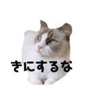 ラグドール ラルの日常（個別スタンプ：4）