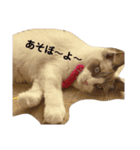 ラグドール ラルの日常（個別スタンプ：10）