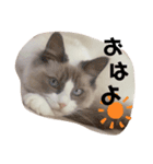 ラグドール ラルの日常（個別スタンプ：12）